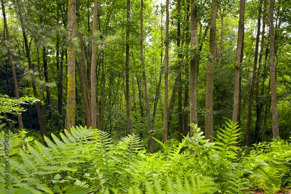 Obraz Alder forest