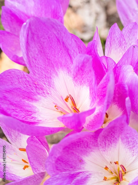 Obraz コルチカム