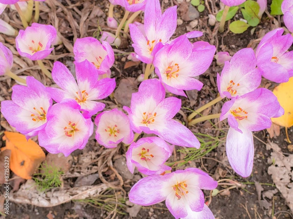 Obraz コルチカム