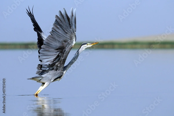 Obraz Grey Heron takeoff with erect wings