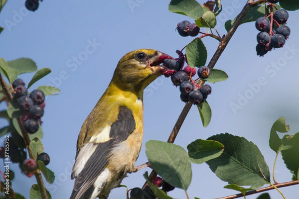 Obraz evening grosbeak eating berries