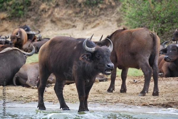 Obraz Buffalos, Africa