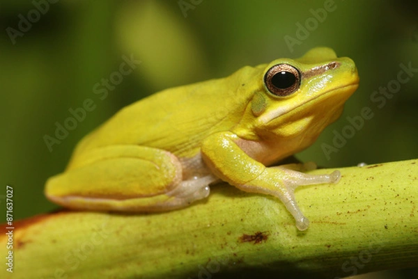Fototapeta Eastern dwarf tree frog (Litoria fallax)
