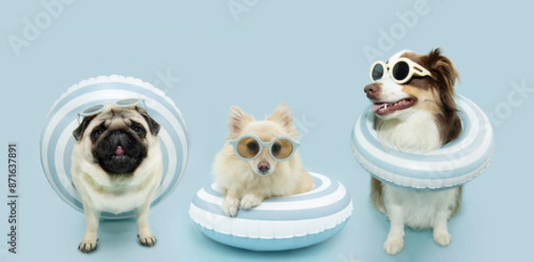 Obraz Summer banner. Three dogs inside of a infltable ring going on vacations. Isolated on blue pastel background