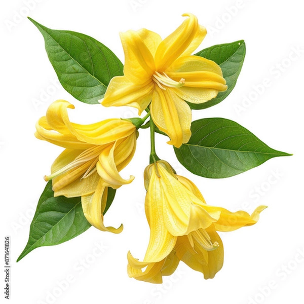 Obraz Beautiful ylang-ylang flower flat lay, top view