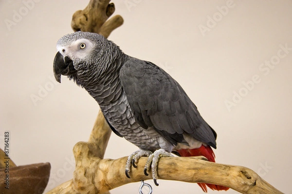 Obraz African Grey Parrot