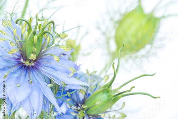 Obraz Jungfer im Grünen