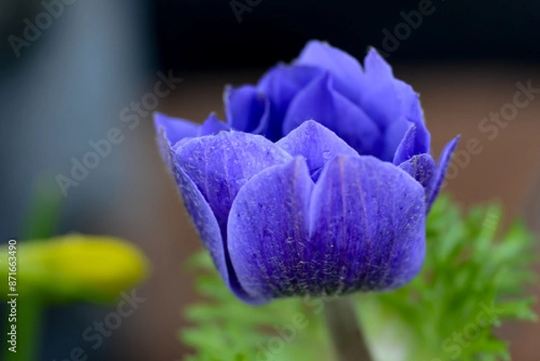 Obraz Purple Anemone close-up selective focus