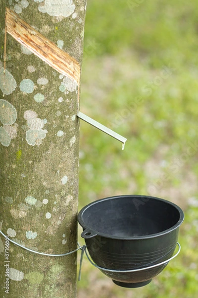 Fototapeta rubber trees