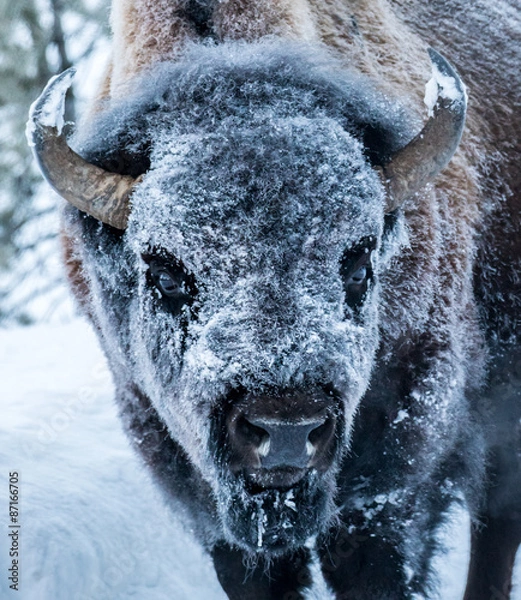 Obraz frosty bison face