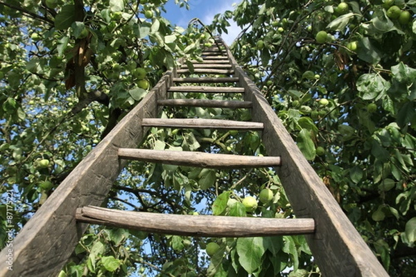 Obraz Ladder in an apple
