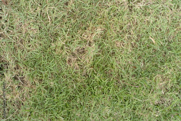 Fototapeta Real green grass texture and background