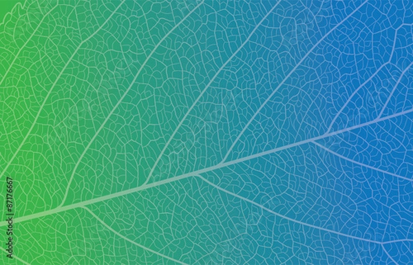Obraz Background Leaf Closeup