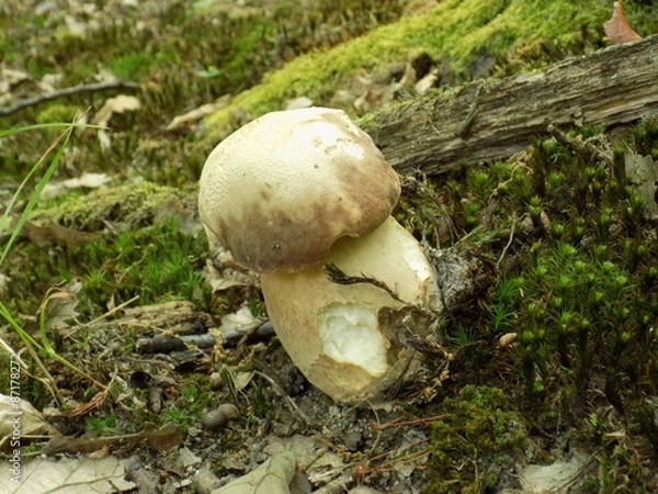 Obraz Oak mushroom
