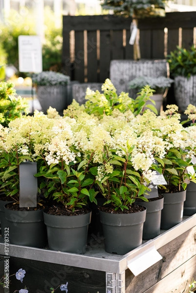 Fototapeta hydrangea flowers in gargen center in summer
