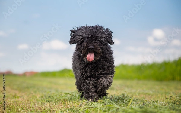 Obraz Puli - small-medium breed of Hungarian herding and livestock gua