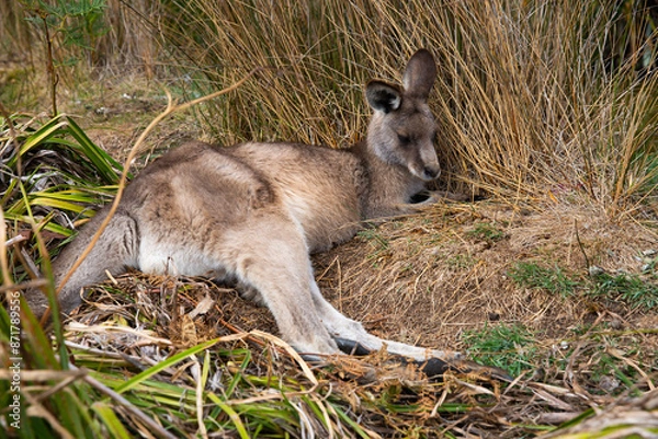 Obraz Eastern grey kangaroo resting in the grass.