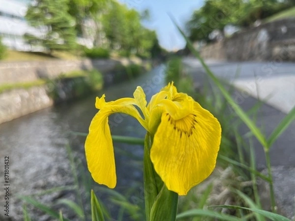 Obraz 水辺に咲いたキショウブ