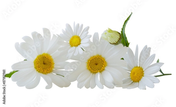 Fototapeta Four lovely white daisies (Marguerite) with bud isolated on white background, including clipping path.