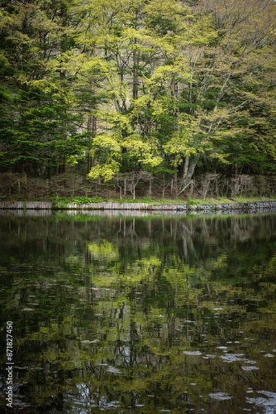 Obraz 新緑の雲場池