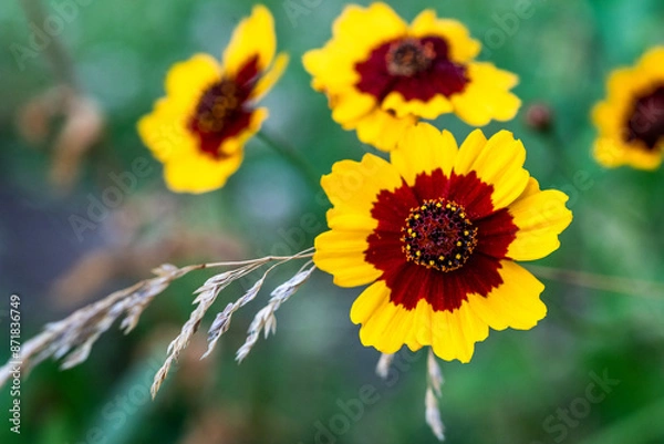 Fototapeta Plains coreopsis