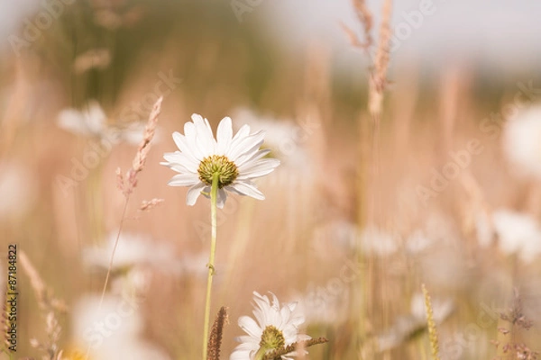 Fototapeta Abstract floral background with Marguerites 