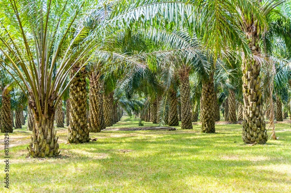 Obraz palm oil tree