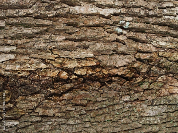 Obraz 樹皮の質感　くすのき