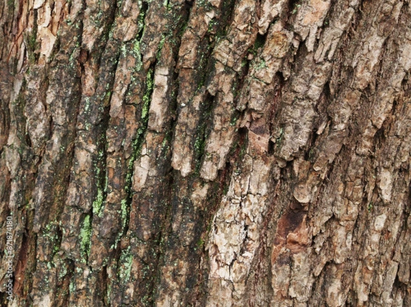 Obraz 樹皮の質感　くすのき