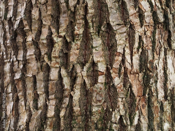 Obraz 樹皮の質感　くすのき