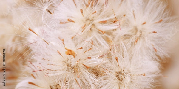 Fototapeta Monochrome nature banner as patterns of fluffy seeds of wildflowers, natural texture background, Close-up dry grass beige brown gradient color, macro photo, natural botanical background, neutral toned