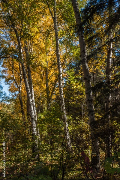 Fototapeta fall colors