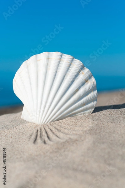 Fototapeta Weiße Jakobsmuschel am Strand unter blauem Sommerhimmel, Meer, Sommerurlaub, Urlaubsträume, Pecten