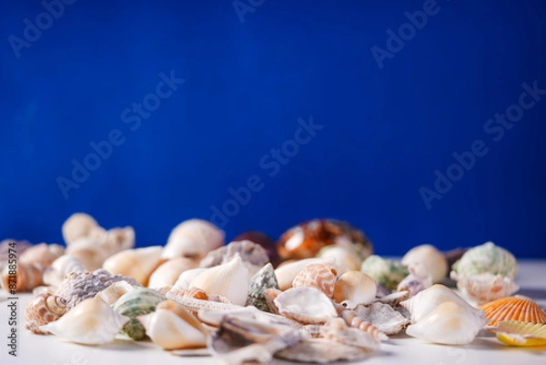 Obraz Sea shells