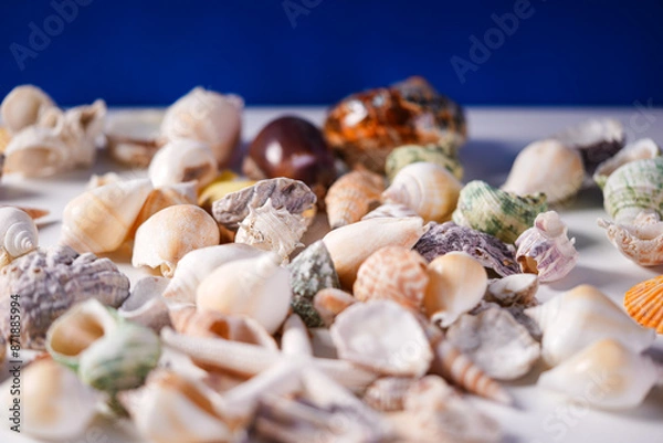Obraz Sea shells