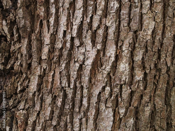 Obraz 樹皮の質感　クスノキ
