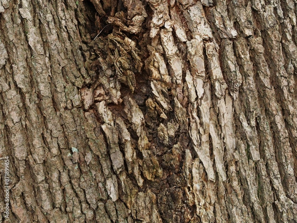 Obraz 樹皮の質感　クスノキ