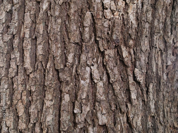 Fototapeta 樹皮の質感　クスノキ