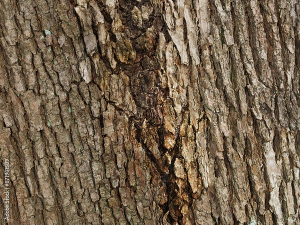 Obraz 樹皮の質感　クスノキ
