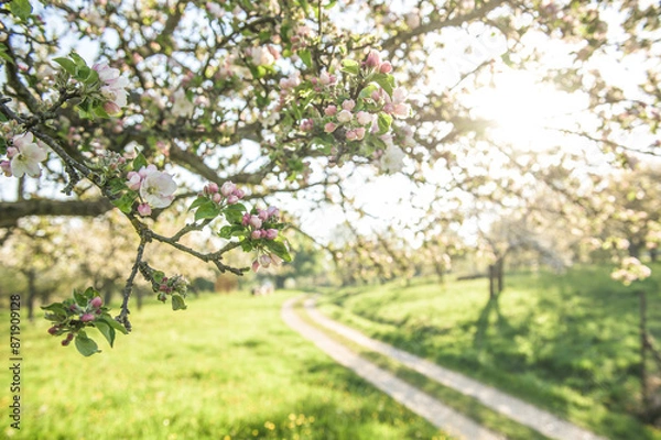 Obraz Blühende Obstbäume und Feldweg im Gegenlicht bei der Limburg in Weilheim an der Teck