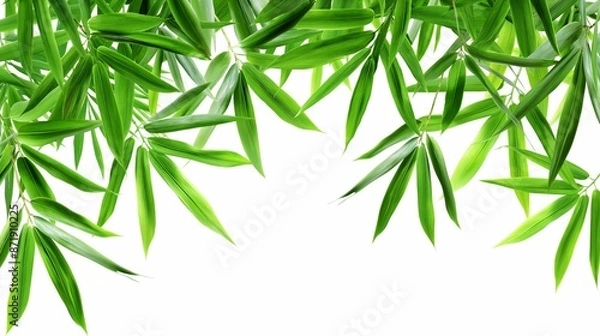 Fototapeta bamboo leaf background