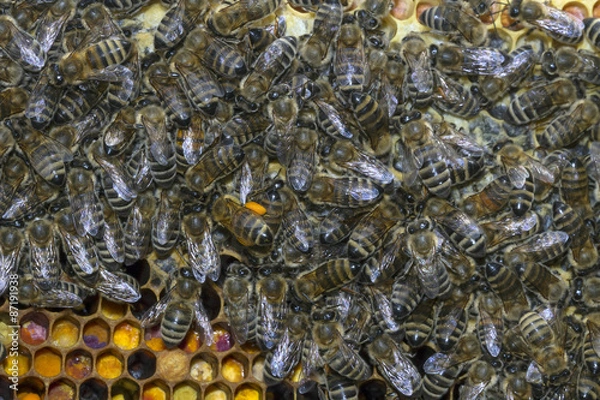 Obraz bees work on honeycombs