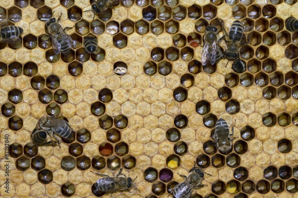 Obraz bees work on honeycombs