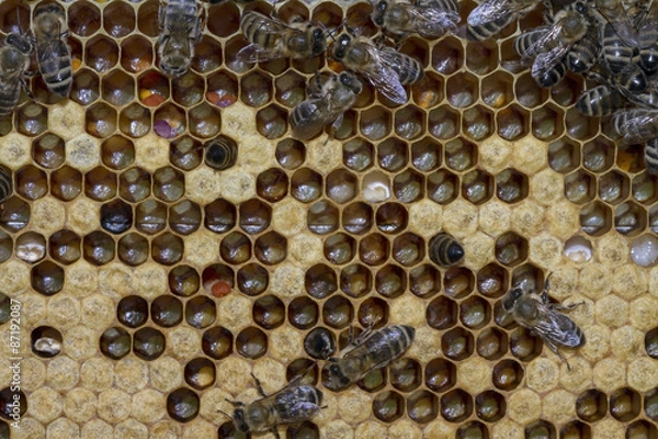 Obraz bees work on honeycombs