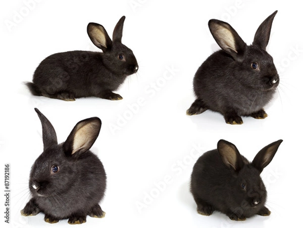 Obraz  black rabbits on a white background