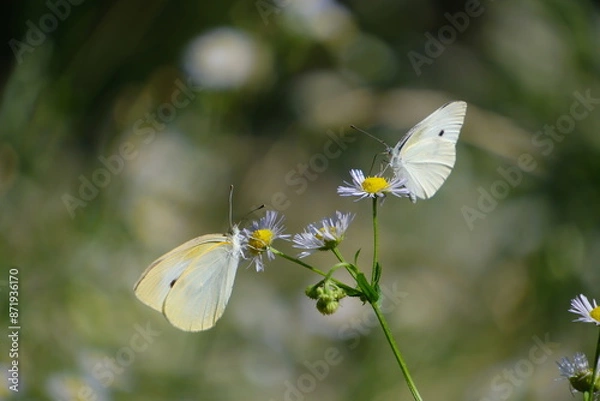 Obraz モンシロチョウ