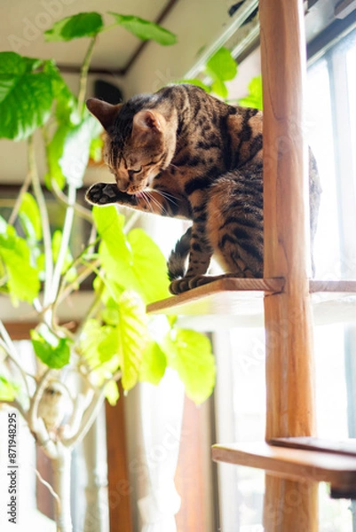 Fototapeta キャットタワーで毛繕いするベンガル猫