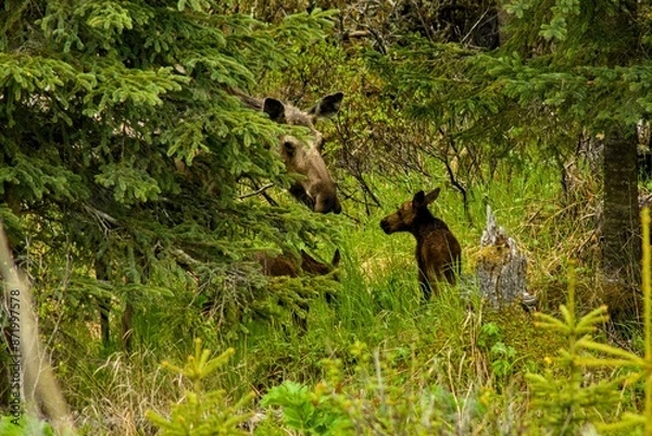 Obraz Mom moose whit her babies