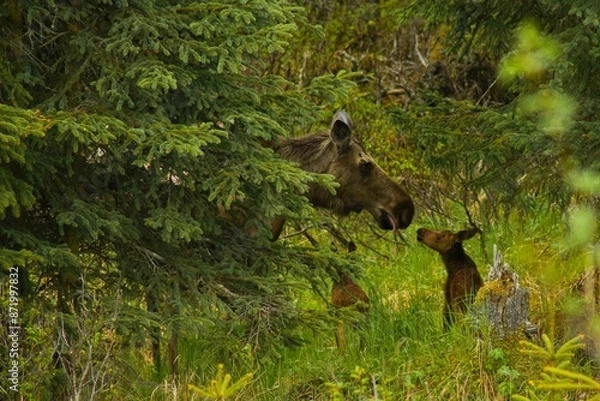 Obraz Mom moose whit her babies