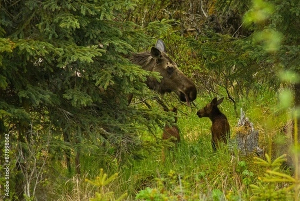 Obraz Mom moose whit her babies